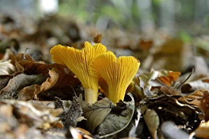 Images Dated 24th October 2014: Golden Chanterelle or Chanterelle -Cantharellus cibarius-, Black Forest, Baden-Wurttemberg, Germany