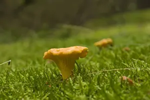 Woods Prints: Golden Chanterelle mushroom (Cantharellus cibarius)