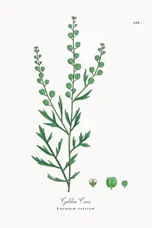 Golden Cress, Lepidium sativum, Victorian Botanical Illustration, 1863