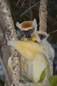 Rear End Prints: Golden-crowned Sifaka -Propithecus tatersalli- with young, Madagascar