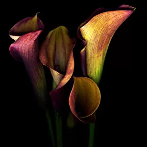 Images Dated 16th December 2010: The Golden Curves and Chalices of Callas