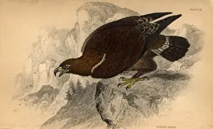 Golden Eagle