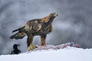 Golden Eagle -Aquila chrysaetos- with bait and a Hooded Crow -Corvus corone cornix- during a blizzard, Kainuu, Utajarvi
