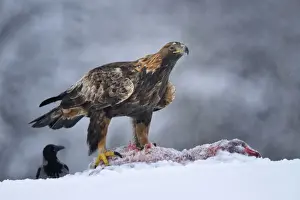 Ingestion Prints: Golden Eagle -Aquila chrysaetos- with bait and a Hooded Crow -Corvus corone cornix- during a blizzard