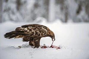 Diurnal Bird Of Prey Gallery: Golden Eagle -Aquila chrysaetos- feeding, Kuusamo, Finland