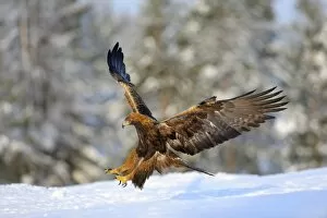 Images Dated 4th February 2012: Golden Eagle -Aquila chrysaetos- in flight, landing at a bait place, Kainuu, Utajarvi