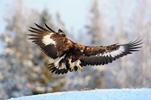 Eagle Bird Gallery: Golden Eagle -Aquila chrysaetos- in flight, landing at a bait place, Kainuu, Utajarvi