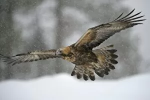 Images Dated 27th February 2013: Golden Eagle -Aquila chrysaetos- in flight during snowfall, Oulanka National Park, Kuusamo
