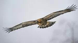 Golden Eagle -Aquila chrysaetos- in flight during snowfall, Oulanka National Park, Kuusamo, Lapland, Finland