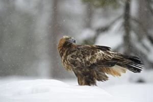 Golden Eagle -Aquila chrysaetos- standing in deep snow during snowfall, Oulanka National Park, Kuusamo, Lapland