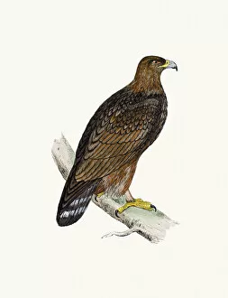 Eagle Bird Gallery: Golden Eagle bird of prey