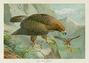 Images Dated 26th October 2018: Golden eagle chromolithograph 1896