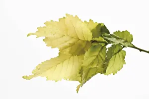 Twigs Prints: Golden Elm (Ulmus x hollandica Wredei )