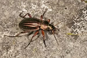 Coleoptera Gallery: Golden ground beetle -Carabus auratus-, Untergroeningen, Baden-Wuerttemberg, Germany, Europe