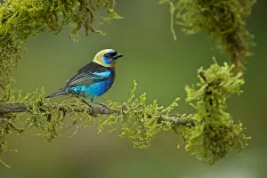 Images Dated 15th April 2014: Golden-hooded Tanager