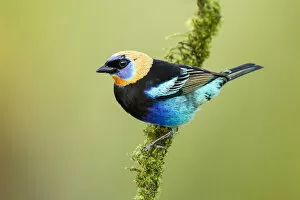Images Dated 7th September 2017: Golden-hooded Tanager