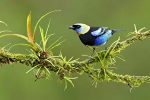 Images Dated 20th April 2017: Golden-hooded Tanager