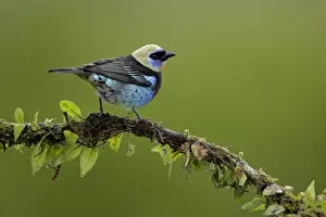 Images Dated 6th August 2017: Golden-hooded Tanager