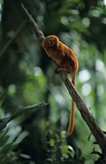 Images Dated 13th February 2006: Golden lion tamarin (Leontopithecus rosalia) sitting on branch
