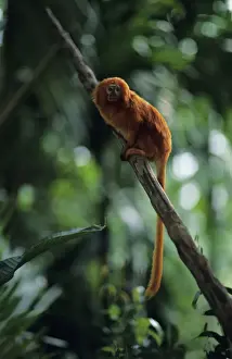 Golden lion tamarin (Leontopithecus rosalia) sitting on branch