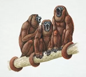 Three Golden Lion Tamarins, Leontopithecus rosalia, sitting with tails wrapped around tree branch and mouths wide open