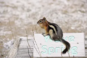 Sciurid Prints: Golden-mantled ground squirrel (Spermophilus lateralis)
