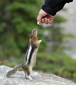 Hand Prints: Golden-mantled ground squirrel (Spermophilus lateralis)