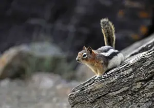 Sciurid Prints: Golden-mantled ground squirrel (Spermophilus lateralis)