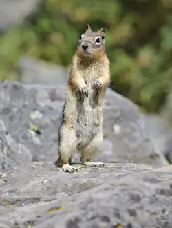 Frontal Prints: Golden-mantled ground squirrel (Spermophilus lateralis)