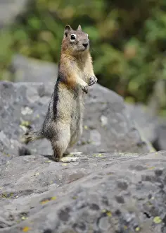 Golden-mantled Ground Squirrel (Spermophilus lateralis) begging for food, Banff National Park, Canadian Rockies, Alberta, Canada