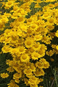 Daisy Family Gallery: Golden Marguerite or Yellow Chamomile -Anthemis tinctoria-, Allgaeu, Bavaria, Germany, Europe