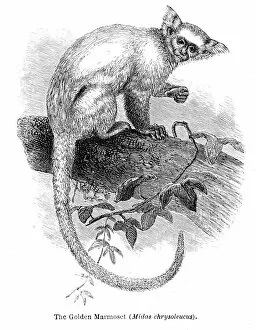 Images Dated 15th April 2017: Golden Marmoset engraving 1878