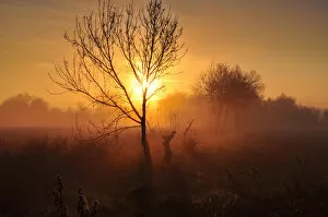 Images Dated 10th December 2014: Golden morning