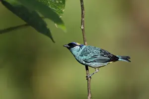 Golden-naped Tanager (Tangara ruficervix) resting on branch, Ecuador
