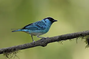 Tropical Tree Prints: Golden-naped Tanager (Tangara ruficervix) resting on branch, Ecuador