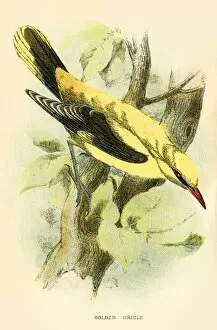 Images Dated 16th March 2017: Golden oriole engraving 1896