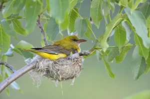 Images Dated 17th June 2009: Golden Oriole -Oriolus oriolus-, adult female incubating eggs in the nest, in a walnut tree