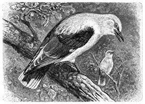 Oriole Prints: Golden oriole (Oriolus oriolus)