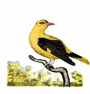 Images Dated 12th May 2018: Golden oriole (Oriolus oriolus)
