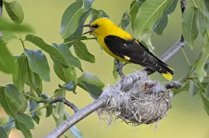 Images Dated 19th June 2009: Golden Oriole -Oriolus oriolus-, adult male, calling at the nest, in a walnut tree, Bulgaria
