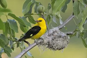 Guarding Collection: Golden Oriole -Oriolus oriolus-, adult male, watching over the nest, in a walnut tree, Bulgaria