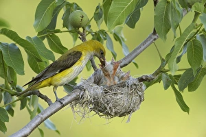 Images Dated 19th June 2009: Golden Orioles -Oriolus oriolus-, adult female feeding chicks in the nest, in a walnut tree