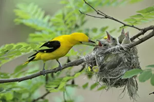 Golden Orioles -Oriolus oriolus-, adult male feeding chicks in the nest with a grasshopper, in an acacia tree, Bulgaria