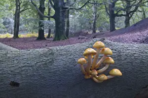 Lower Prints: Golden Pholiota (Pholiota aurivella), Tinner Loh, Emsland, Lower Saxony, Germany, Europe