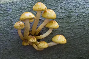 Basidiomycetes Prints: Golden Pholiota (Pholiota aurivella)