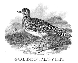 Plover Prints: Golden plover engraving 1812