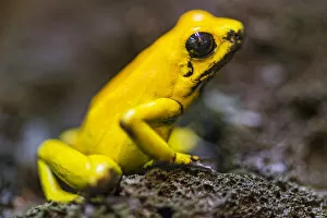 Images Dated 10th January 2016: Golden poison frog