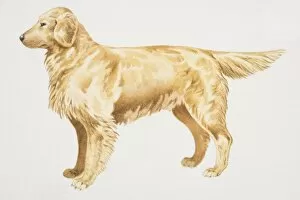 Golden Retriever (canis familiaris), side view