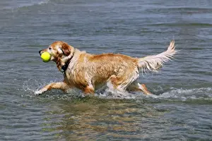 Splashing Prints: Golden Retriever (Canis lupus familiaris), retrieving a toy from the water