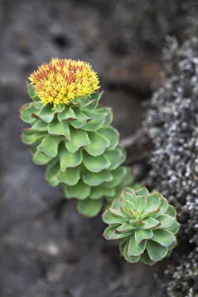 Spermatophyte Gallery: Golden Root, Rose Root or Roseroot -Sedum rosea-, Blue Lagoon, Reykjanes Peninsula, South Iceland